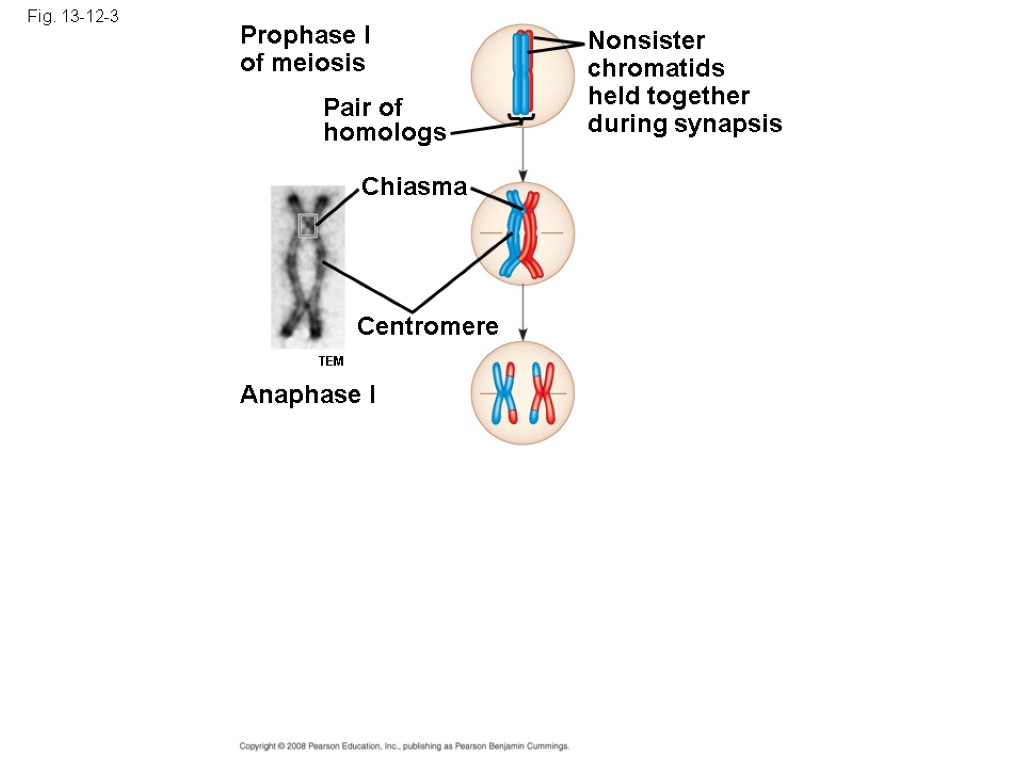 Fig. 13-12-3 Prophase I of meiosis Pair of homologs Nonsister chromatids held together during